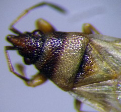 Oxycarenus pallens