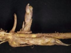 Muhlenbergia mexicana