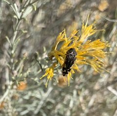 Acmaeodera amabilis