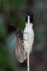 Heterogynis penella