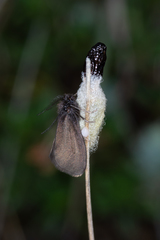 Heterogynis penella
