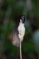 Heterogynis penella