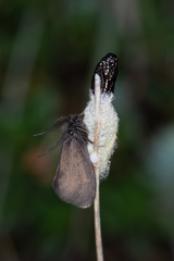 Heterogynis penella