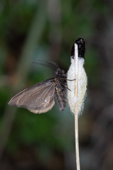 Heterogynis penella