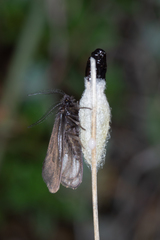 Heterogynis penella