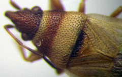 Oxycarenus pallens