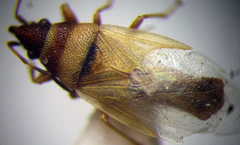 Oxycarenus pallens