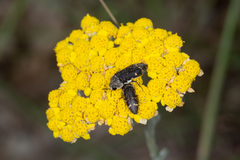 Acmaeoderella flavofasciata flavofasciata