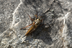 Machimus chrysitis
