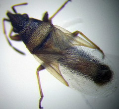Oxycarenus pallens