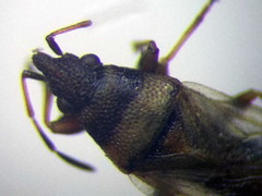 Oxycarenus pallens