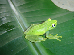 Aplastodiscus arildae