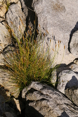 Carex micropoda