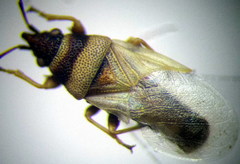 Oxycarenus pallens