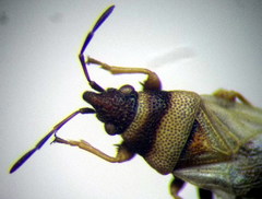 Oxycarenus pallens
