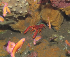 Enoplometopus occidentalis