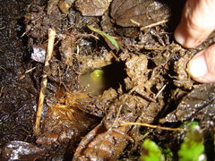 Aplastodiscus cavicola