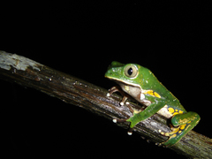 Phyllomedusa burmeisteri