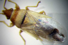 Oxycarenus pallens