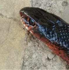 Dolichophis jugularis