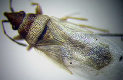 Oxycarenus pallens