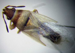Oxycarenus pallens