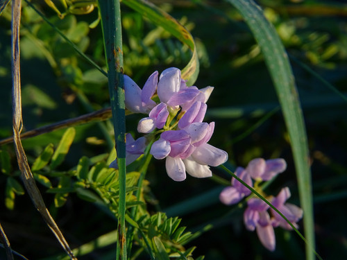 Coronilla varia