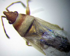 Oxycarenus pallens