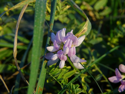 Coronilla varia