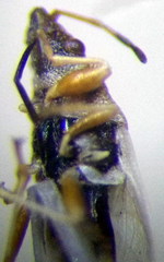 Oxycarenus pallens