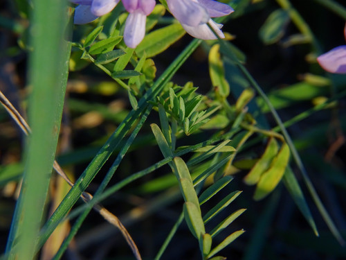 Coronilla varia