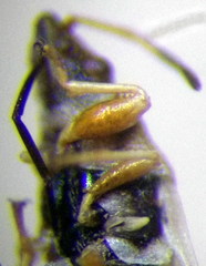 Oxycarenus pallens