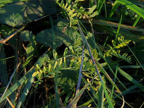 Coronilla varia