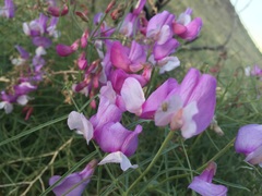 Lathyrus pauciflorus pauciflorus