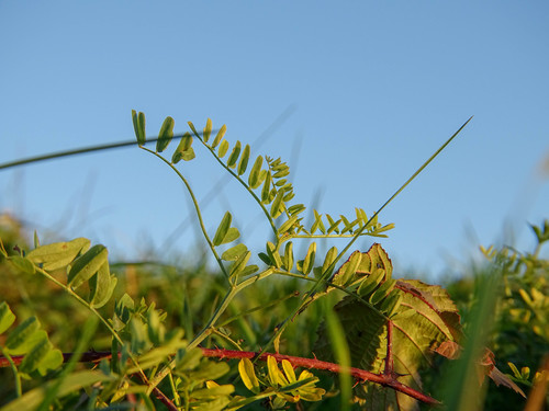 Coronilla varia