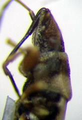 Oxycarenus pallens