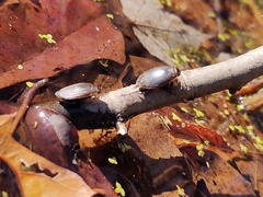 Acilius semisulcatus