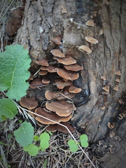 Gloeophyllum abietinum