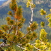 Whitebark Pine - Photo (c) T. Abe Lloyd, some rights reserved (CC BY-NC)