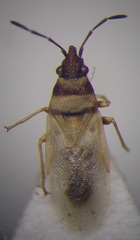 Oxycarenus pallens