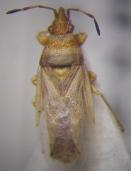 Oxycarenus pallens