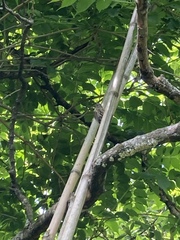 Picumnus nebulosus