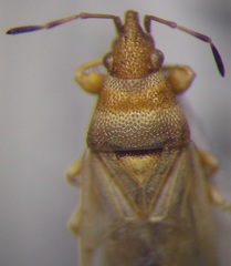 Oxycarenus pallens