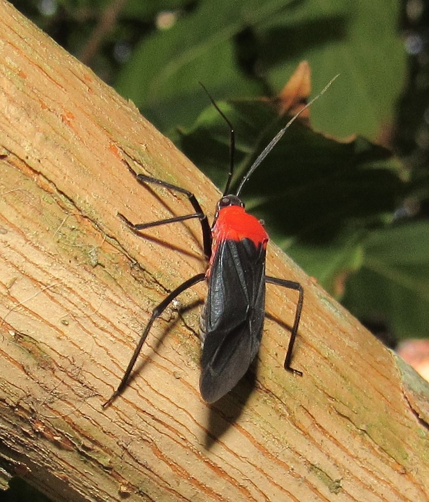 Platytylus handlirschi