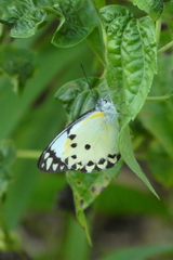 Belenois calypso calypso