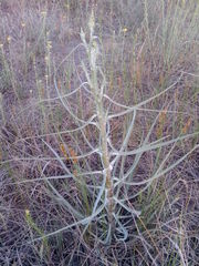 Tragopogon borysthenicus