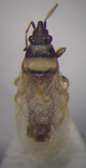 Oxycarenus pallens