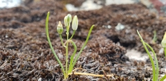 Ornithogalum schlechterianum