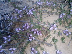 Thymus borysthenicus