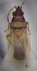 Oxycarenus pallens